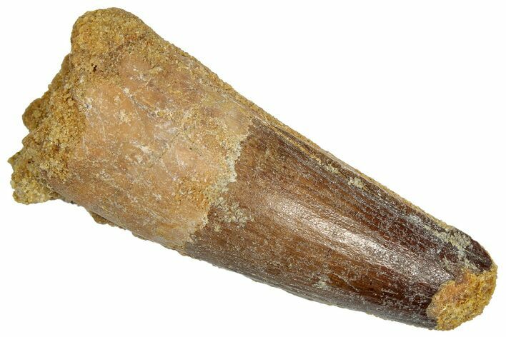 Fossil Spinosaurus Tooth - Feeding Worn Tip #332674